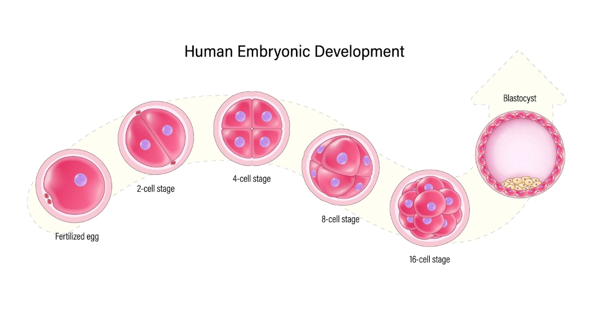 Microscopic comparison of a Day 3 cleavage stage embryo and a Day 5 blastocyst.